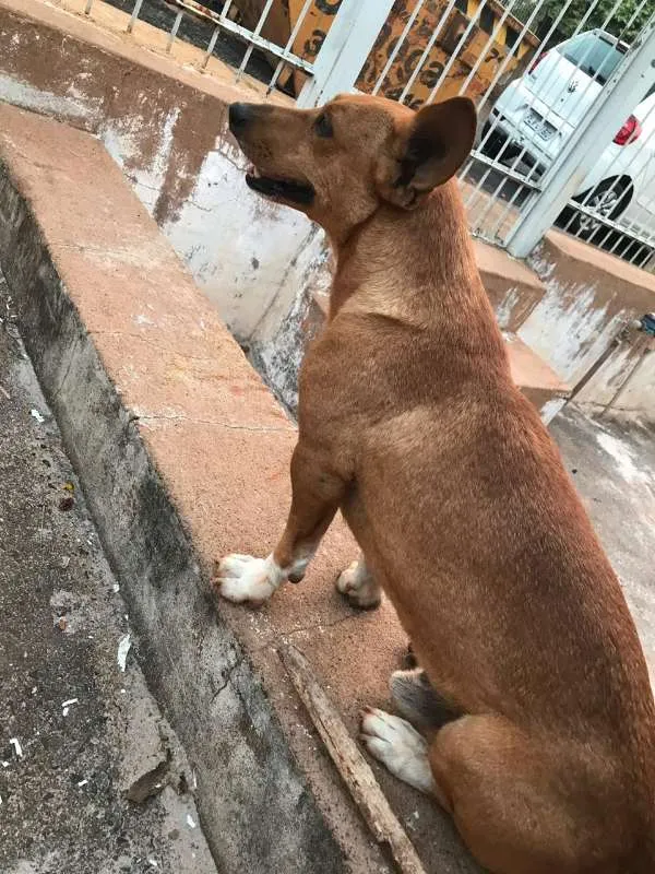 Cachorro ra a INDENIFINA idade 6 ou mais anos nome BABY