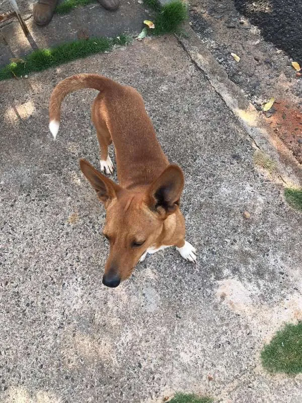 Cachorro ra a INDENIFINA idade 6 ou mais anos nome BABY