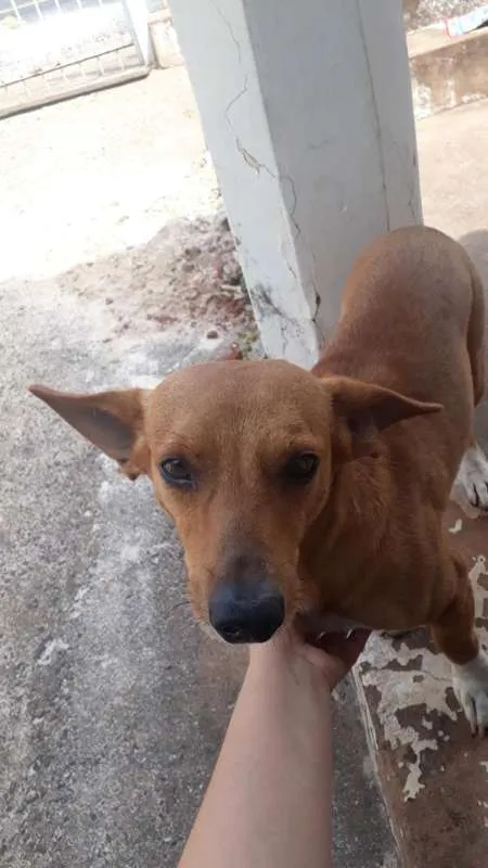 Cachorro ra a INDENIFINA idade 6 ou mais anos nome BABY