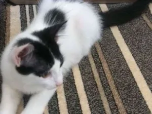 Gato raça Srd idade 2 a 6 meses nome Frajola