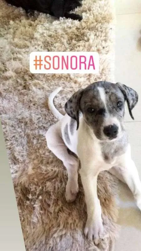 Cachorro ra a indefinida idade 2 a 6 meses nome Sonora