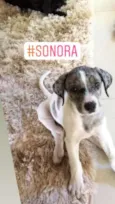 Sonora