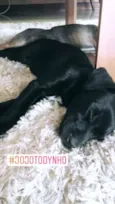 Jojo Todynho