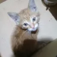 Gato