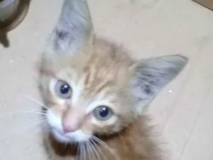 Gato raça SRD idade Abaixo de 2 meses nome Gato