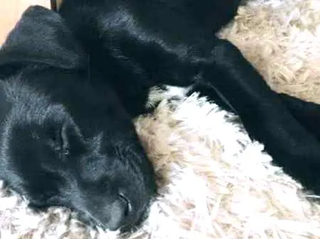 Cachorro ra a Indefinida idade 2 a 6 meses nome Jojo Todynho