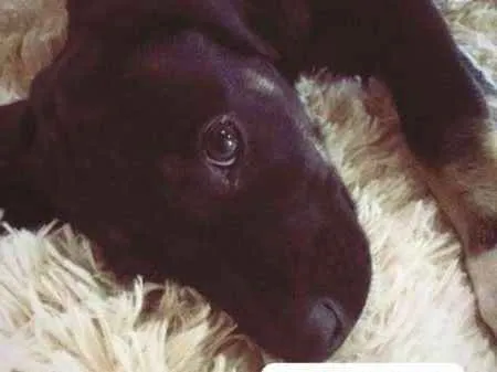 Cachorro ra a indefinida idade 2 a 6 meses nome Relga