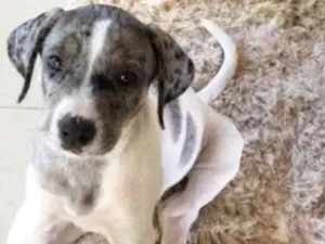 Cachorro raça indefinida idade 2 a 6 meses nome Sonora