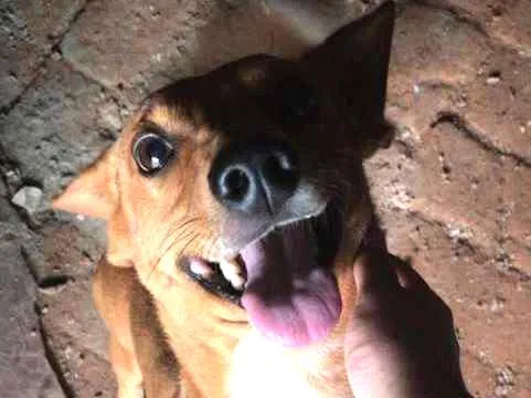 Cachorro ra a INDENIFINA idade 6 ou mais anos nome BABY
