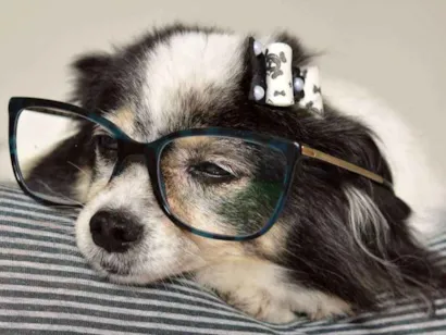 Cachorro raça nao tem idade 6 ou mais anos nome Menina