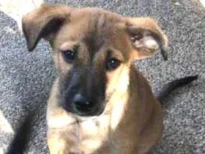 Cachorro raça SRD idade 2 a 6 meses nome Nina
