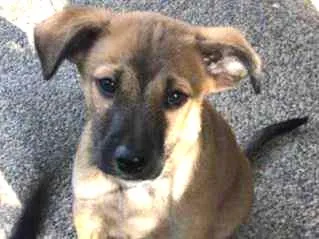 Cachorro ra a SRD idade 2 a 6 meses nome Nina