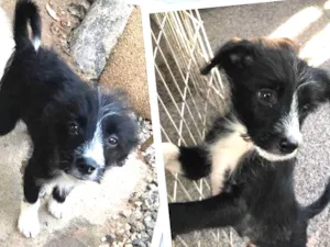 Cachorro raça SRD idade 2 a 6 meses nome Teco