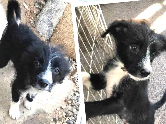 Cachorro ra a SRD idade 2 a 6 meses nome Teco