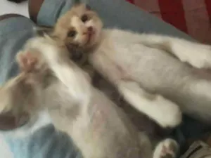Gato raça Siamês idade Abaixo de 2 meses nome Sem nome