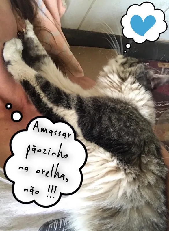Gato ra a desconheço idade 1 ano nome Chéri