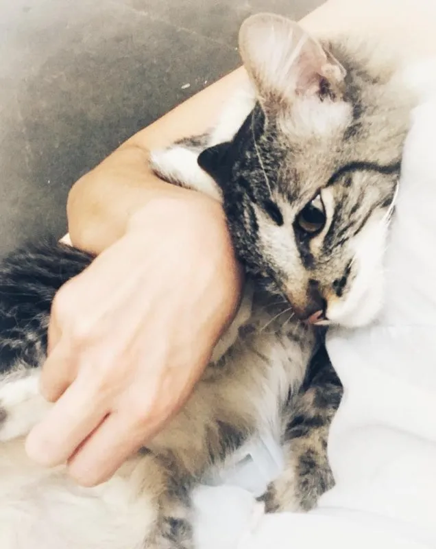 Gato ra a desconheço idade 1 ano nome Chéri