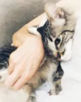 Chéri