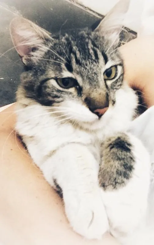 Gato ra a desconheço idade 1 ano nome Chéri