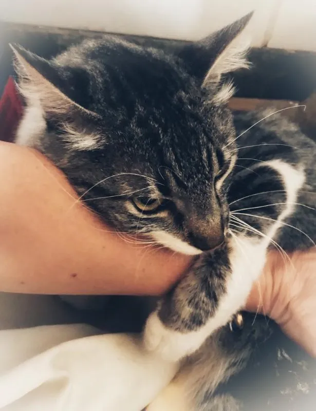 Gato ra a desconheço idade 1 ano nome Chéri
