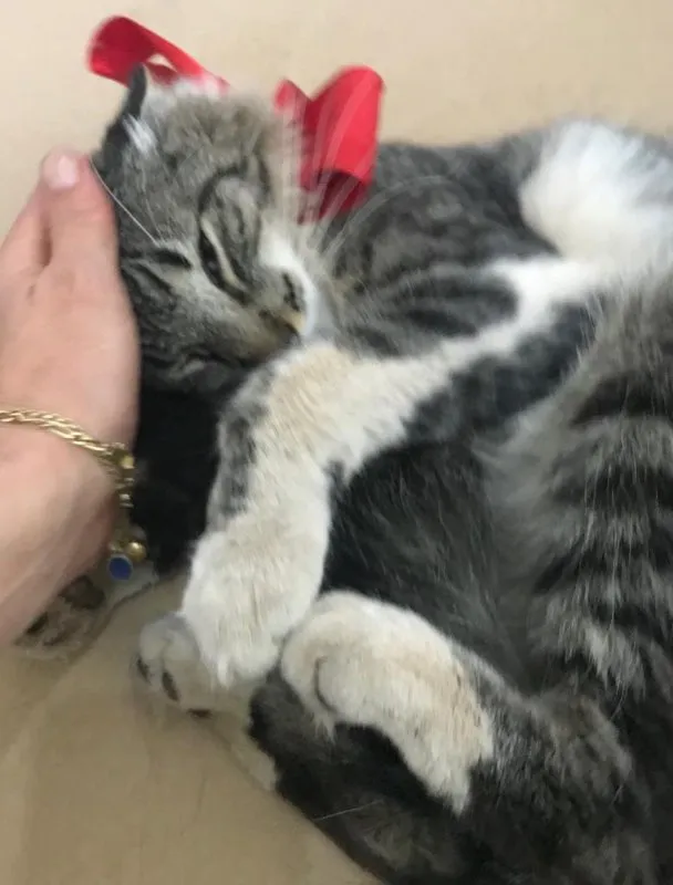 Gato ra a desconheço idade 1 ano nome Chéri