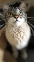 Chéri