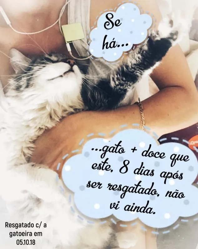 Gato ra a desconheço idade 1 ano nome Chéri