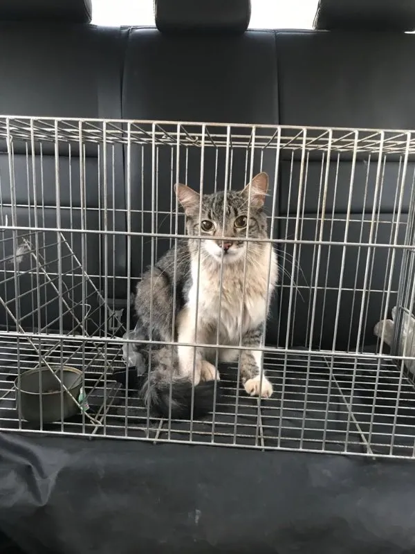 Gato ra a desconheço idade 1 ano nome Chéri