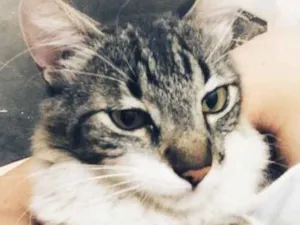 Gato raça desconheço idade 1 ano nome Chéri