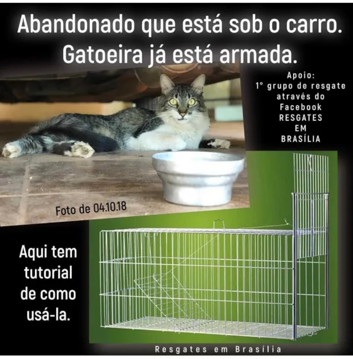 Gato ra a desconheço idade 1 ano nome Chéri