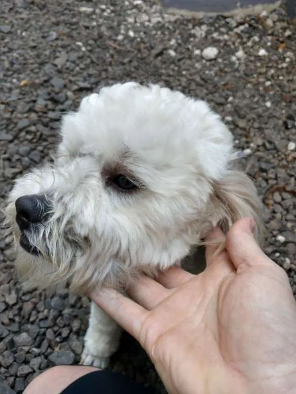 Cachorro ra a Lhasa Apso ou Shitzu idade 4 anos nome Sem coleira