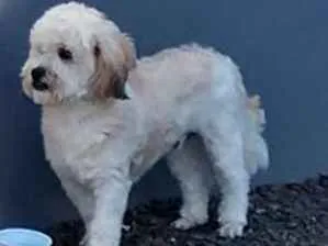 Cachorro ra a Lhasa Apso ou Shitzu idade 4 anos nome Sem coleira