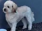 Cachorro raça Lhasa Apso ou Shitzu idade 4 anos nome Sem coleira