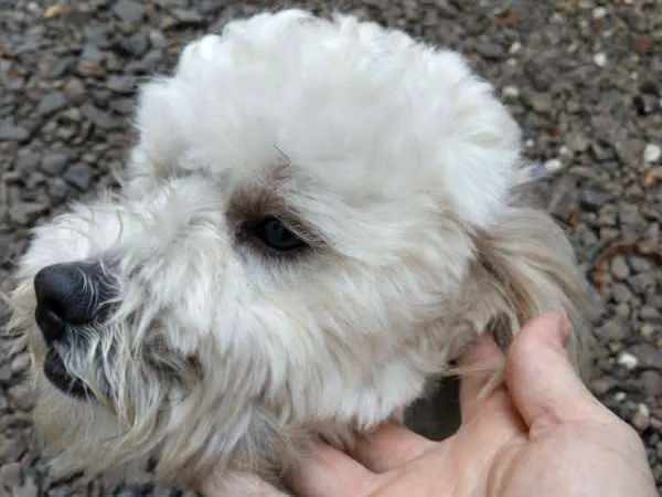 Cachorro ra a Lhasa Apso ou Shitzu idade 4 anos nome Sem coleira