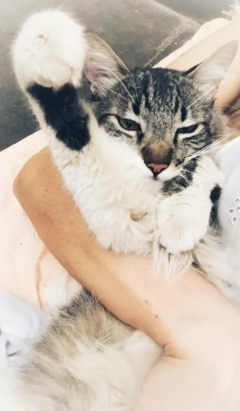 Gato ra a desconheço idade 1 ano nome Chéri