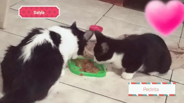Gato ra a  idade 7 a 11 meses nome Dalyla