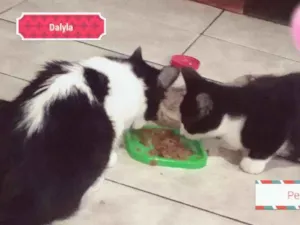 Gato raça  idade 7 a 11 meses nome Dalyla