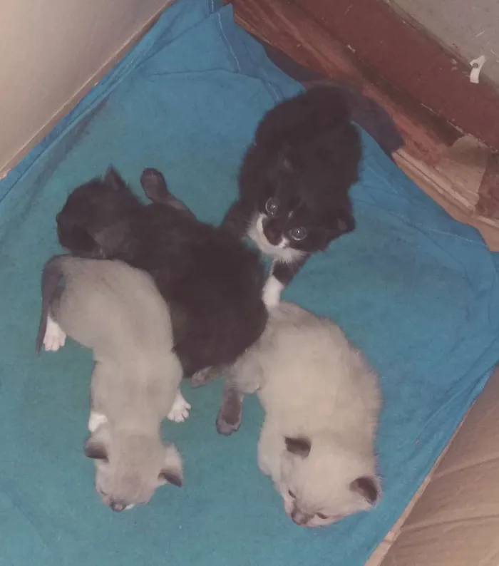 Gato ra a  idade Abaixo de 2 meses nome filhotes