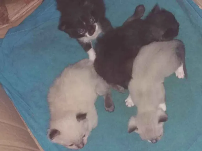 Gato ra a  idade Abaixo de 2 meses nome filhotes