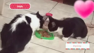 Gato raça  idade 7 a 11 meses nome Pedrita