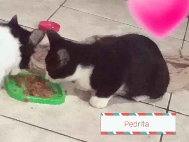 Gato ra a  idade 7 a 11 meses nome Pedrita
