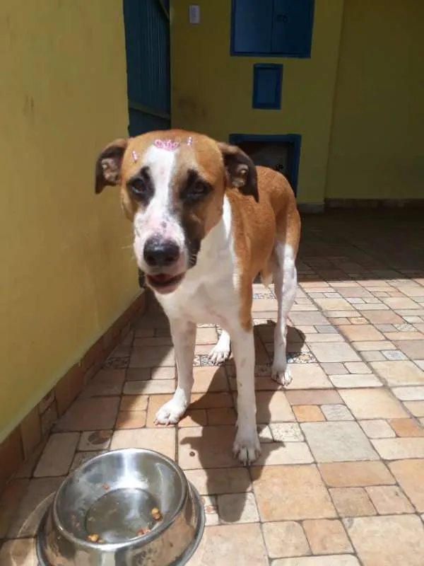 Cachorro ra a srd idade 2 anos nome Savana