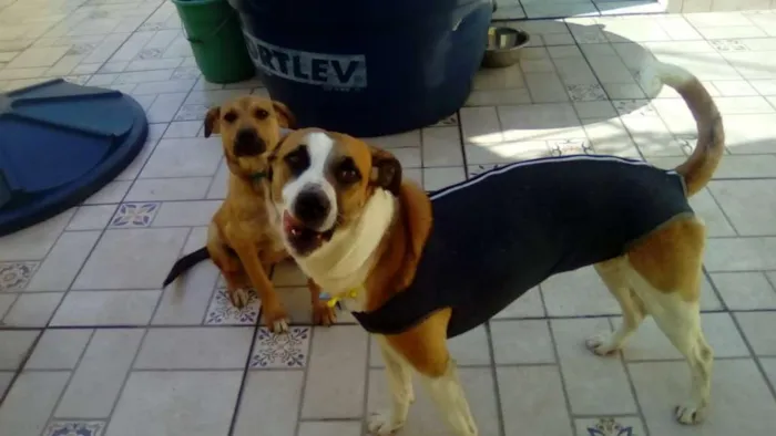 Cachorro ra a srd idade 2 anos nome Savana