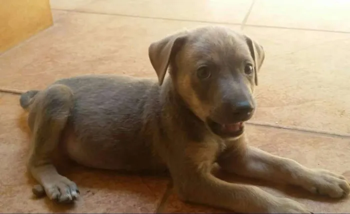 Cachorro raça SRD idade 1 ano nome 3 animais