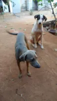 3 animais
