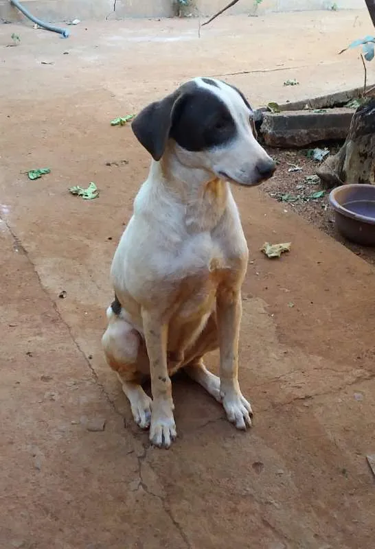 Cachorro raça SRD idade 1 ano nome 3 animais