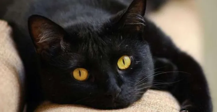 Gato ra a SRD idade 7 a 11 meses nome SEM NOME