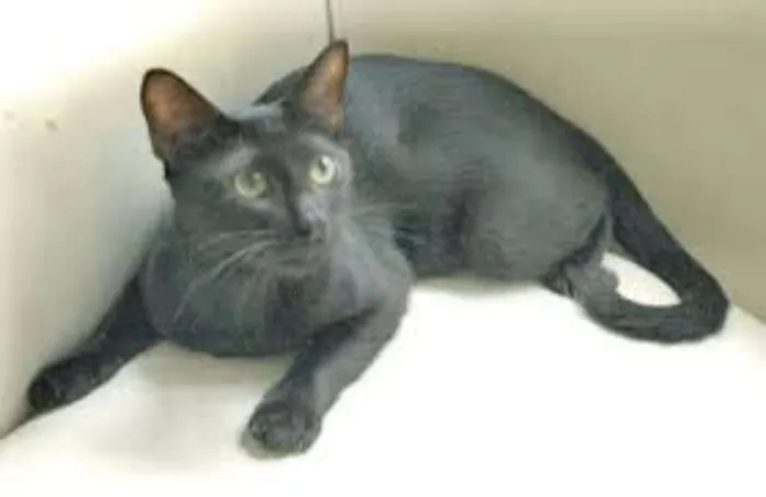 Gato ra a SRD idade 7 a 11 meses nome SEM NOME