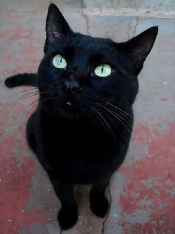 Gato ra a SRD idade 7 a 11 meses nome SEM NOME