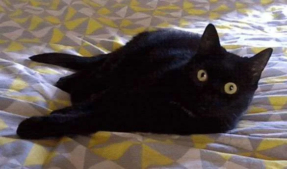 Gato ra a SRD idade 7 a 11 meses nome SEM NOME